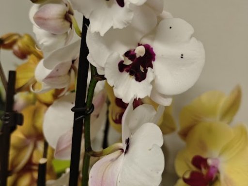 Botanická burza